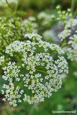 Inflorescence