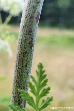 Stem