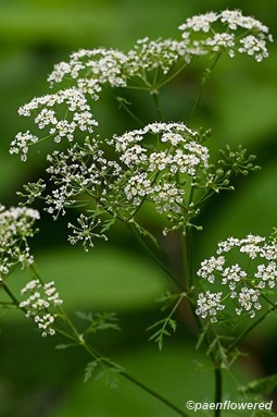 Plant in flower