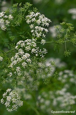 Plant in flower