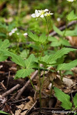 Large toothwort