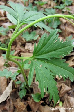 Flowers and leaves