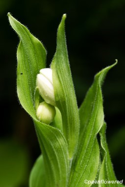 Plant in early bloom