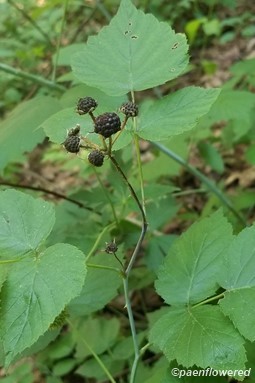 Leaves and berries