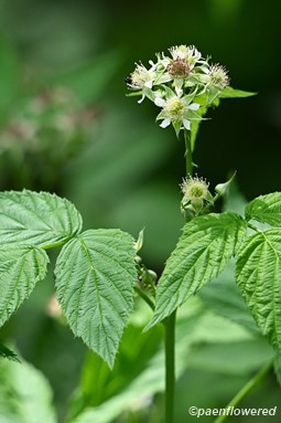 Plant in flower