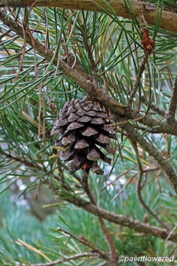 Pinus