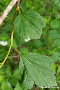 Leaves