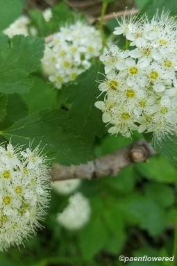 Leaves and inflorescences