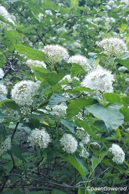 Physocarpus