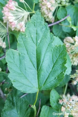 Ninebark leaf