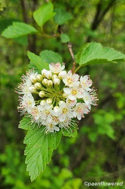 Inflorescence
