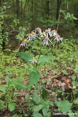 Wavyleaf aster