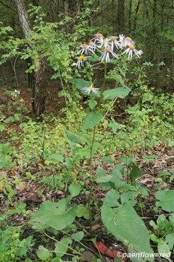 Plant form & habitat