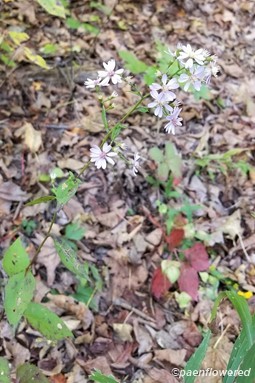 Plant form & habitat