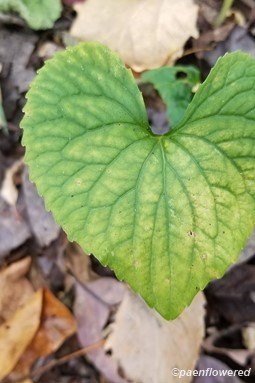 Viola leaf