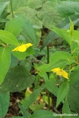 Plant form & habitat