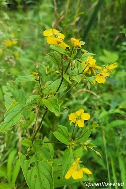 Leaves and Flowers