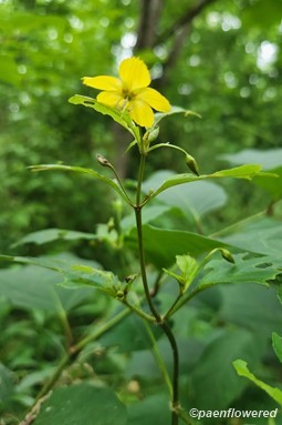 Plant in flower