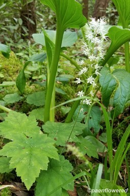 Inflorescence