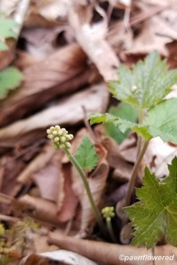 Flower buds
