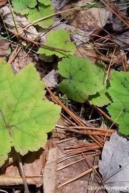 Last season's leaves