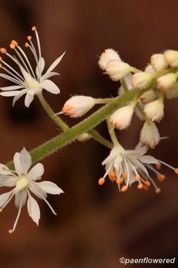 Plant in flower