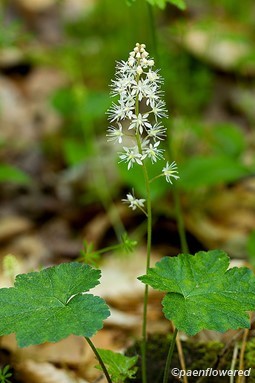 Flowers with leaves