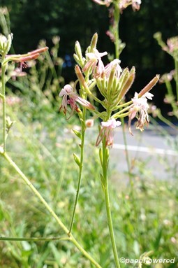 Plants in flower