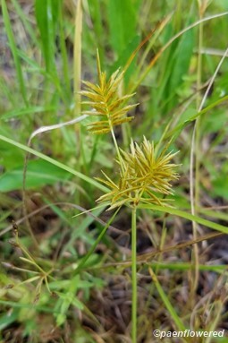 Inflorescences