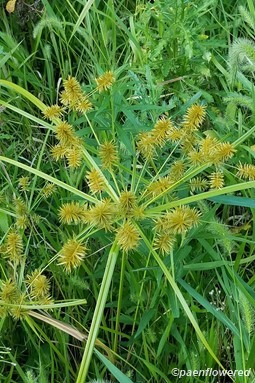 Cyperus