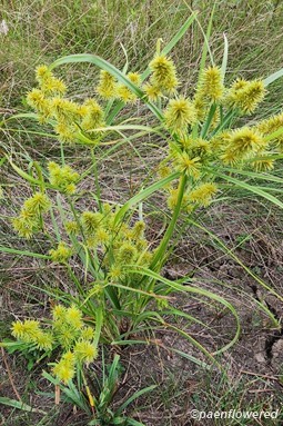 Plant form
