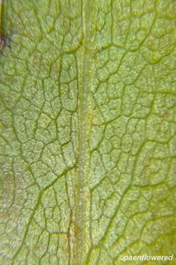 Leaf undersurface