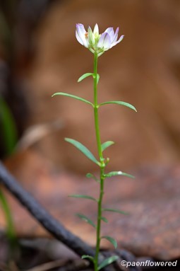 Plant form