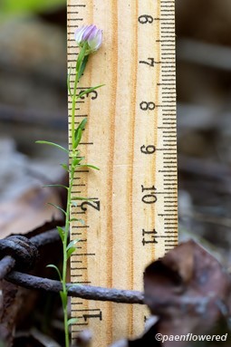 Plant form