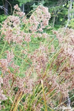 Late infloresences