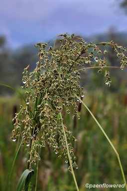 Spikelets with raindrops