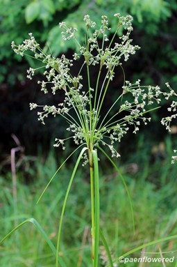 Culms with spikelets