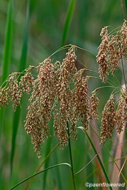 Culms with spikelets