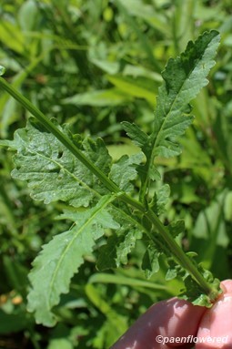 Leaves