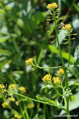 Plant in flower