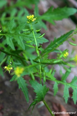 Plant in flower