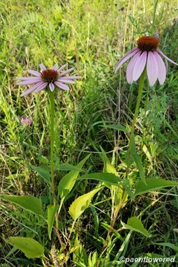 Flowers and leaves