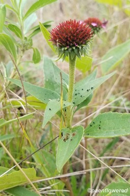 Plant form