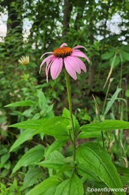 Flowers & leaves