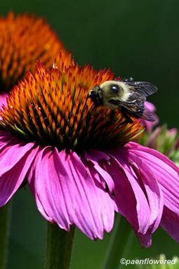 Flower with bee