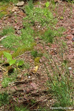 Plants with maturing florets