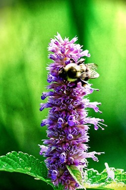 Flowerhead with bee