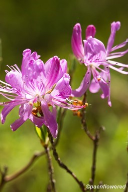 Plants in flower