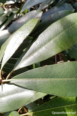Leaves
