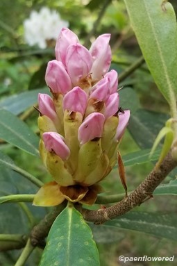 Rhododendron